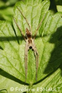 Araignée indéterminée