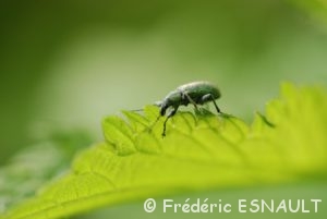 Charançon de l'Ortie (Phyllobius pomaceus)
