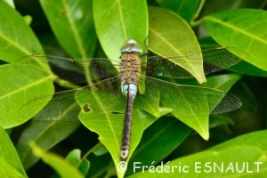Anax napolitain (Anax parthenope)