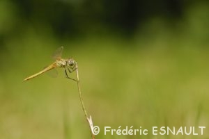 Sympétrum à nervures rouges (Sympetrum foscolombii)