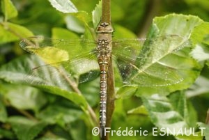 Aeschne mixte (Aeshna mixta)