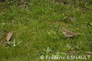 Grive musicienne (Turdus philomelos)