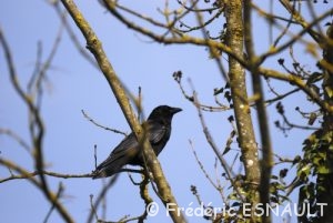 Corneille noire (Corvus corone)