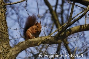 L'écureuil roux (Sciurus vulgaris)