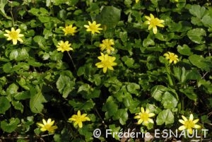 Ficaire fausse-renoncule (Ficaria verna)