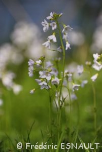 Cresson des prés (Cardamine pratensis)