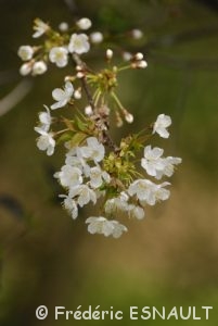 Merisier (Prunus avium)