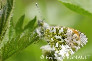 Aurore (Anthocharis cardamines)