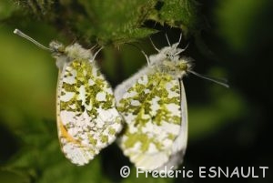 Accouplement d'Aurore (Anthocharis cardamines)