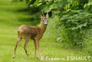 Chevreuil (Capreolus capreolus)
