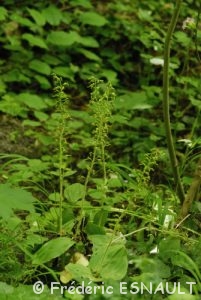 Listère à feuilles ovales (Listera ovata)