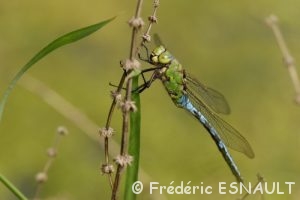Anax empereur (Anax imperator)