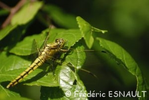 Orthétrum réticulé (Orthetrum cancellatum)
