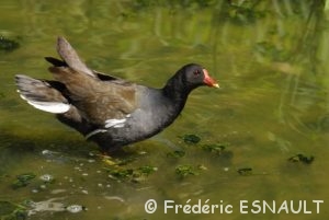 Gallinule poule d'eau (Gallinula chloropus)