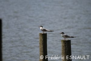 Sterne pierregarin (Sterna hirundo)
