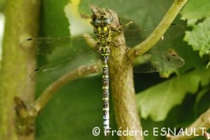 Æschne bleue (Aeshna cyanea)