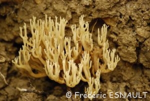 Clavaire dressée (Ramaria stricta)