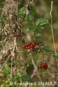La Douce-amère ou Morelle douce-amère (Solanum dulcamara)