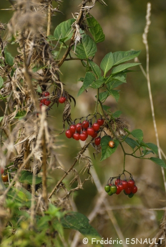 La Douce-amère ou Morelle douce-amère (Solanum dulcamara)