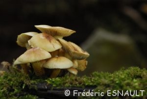 Champignon indéterminé