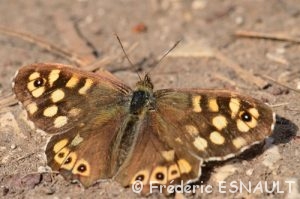 Tircis (Pararge aegeria)