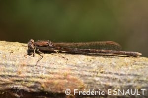 Leste brun (Sympecma fusca)