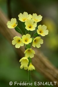 La Primevère élevée ou Primevère des bois (Primula elatior)