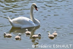 Cygne tuberculé (Cygnus olor)