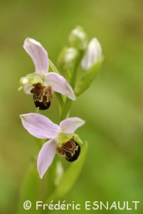 Ophrys abeille (Ophrys apifera)