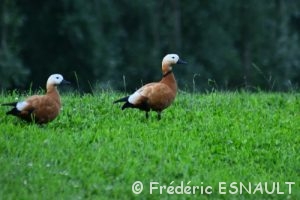 Tadorne casarca ( Tadorna ferruginea)