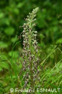 Orchis bouc (Himantoglossum hircinum)