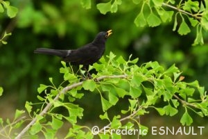 Merle noir (Turdus merula)