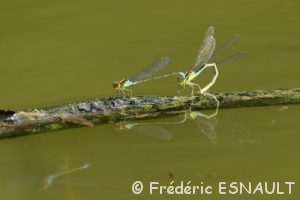 Naïade au corps vert (Erythromma viridulum)