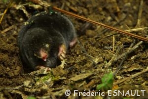 Taupe commune (Talpa europaea)