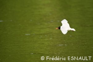 Mouette mélanocéphale (Ichthyaetus melanocephalus)
