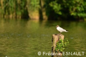 Mouette rieuse (Larus ridibundus)