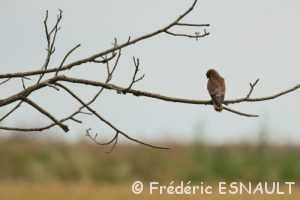 Faucon crécerelle (Falco tinnunculus)