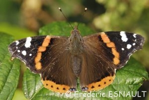 Vulcain (Vanessa atalanta)