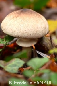 Champignon indéterminé