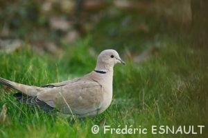Tourterelle turque (Streptopelia decaocto)
