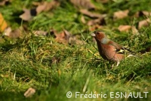 Pinson des arbres (Fringilla coelebs)