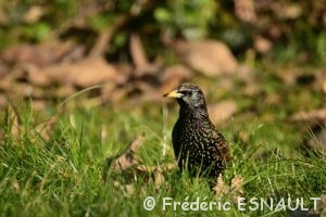 Étourneau sansonnet (Sturnus vulgaris)