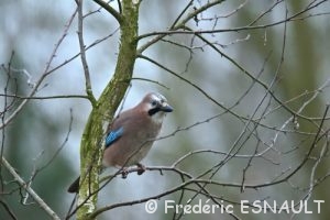 Geai des chênes (Garrulus glandarius)