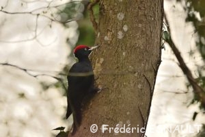 Pic noir (Dryocopus martius)