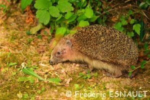 Hérisson commun (Erinaceus europaeus)