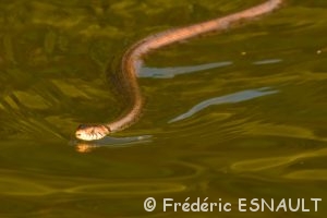 Couleuvre helvétique (Natrix helvetica)