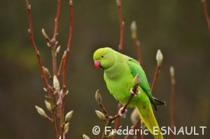 La Perruche à collier (Psittacula krameri)