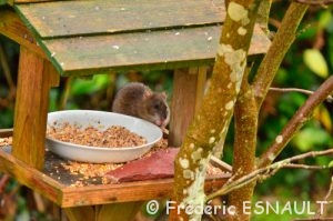 Rat brun ou surmulot (Rattus norvegicus)