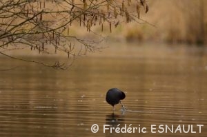 Foulque macroule (Fulica atra)