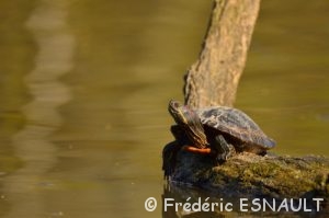 Tortue de Floride (Trachemys scripta elegans)